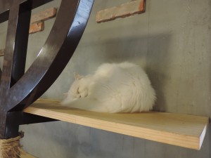Un chat blanc