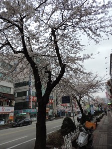 Cerisier en fleur de Samcheok