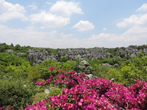 Major stone forest 1