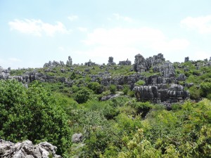 Major stone forest 2