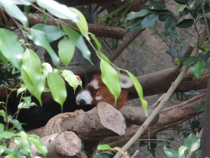 Un panda roux