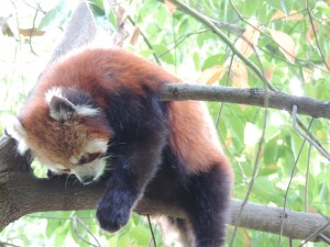 Panda roux qui dort