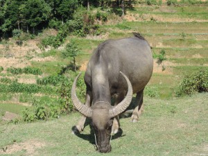 Water buffalo