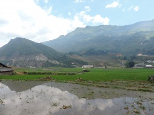 Reflet dans les rizières