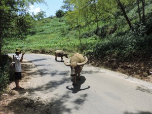 Les plus grosses cornes de water buffalo