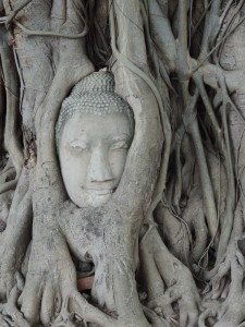 La tête de Bouddha dans les racines