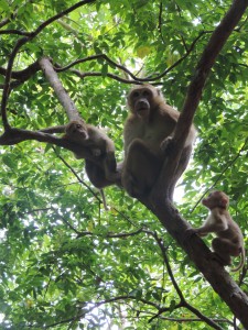Une famille de singe