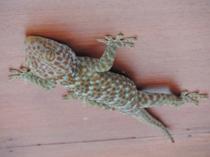 Le gecko du bungalow